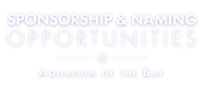 Sponsorship & Naming Opportunities at Aquarium of the Bay