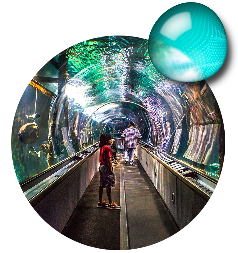 aquarium-tunnel-web-drop-large