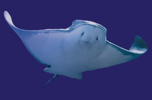 bat-ray-june-8-2023