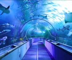 Draper Startup Shark Tunnel