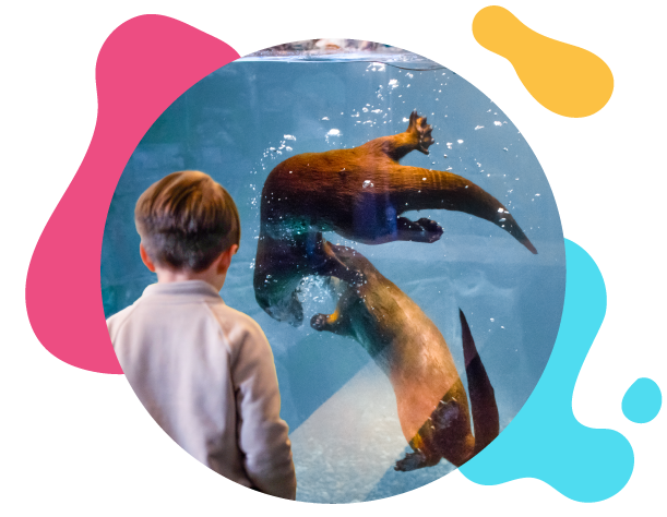 birthday-parties-otters-wimming-611×473-v1