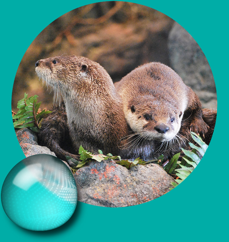 donate-river-otters
