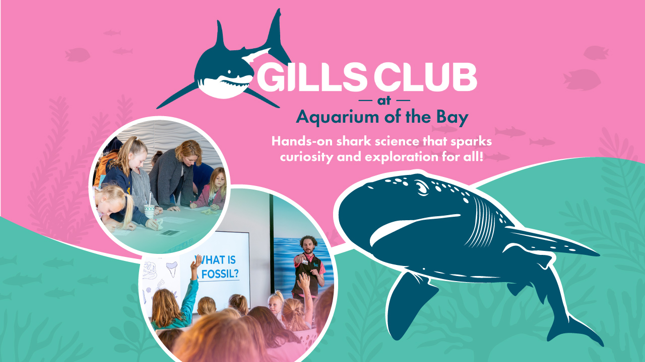 Gills Club at Aquarium of the Bay