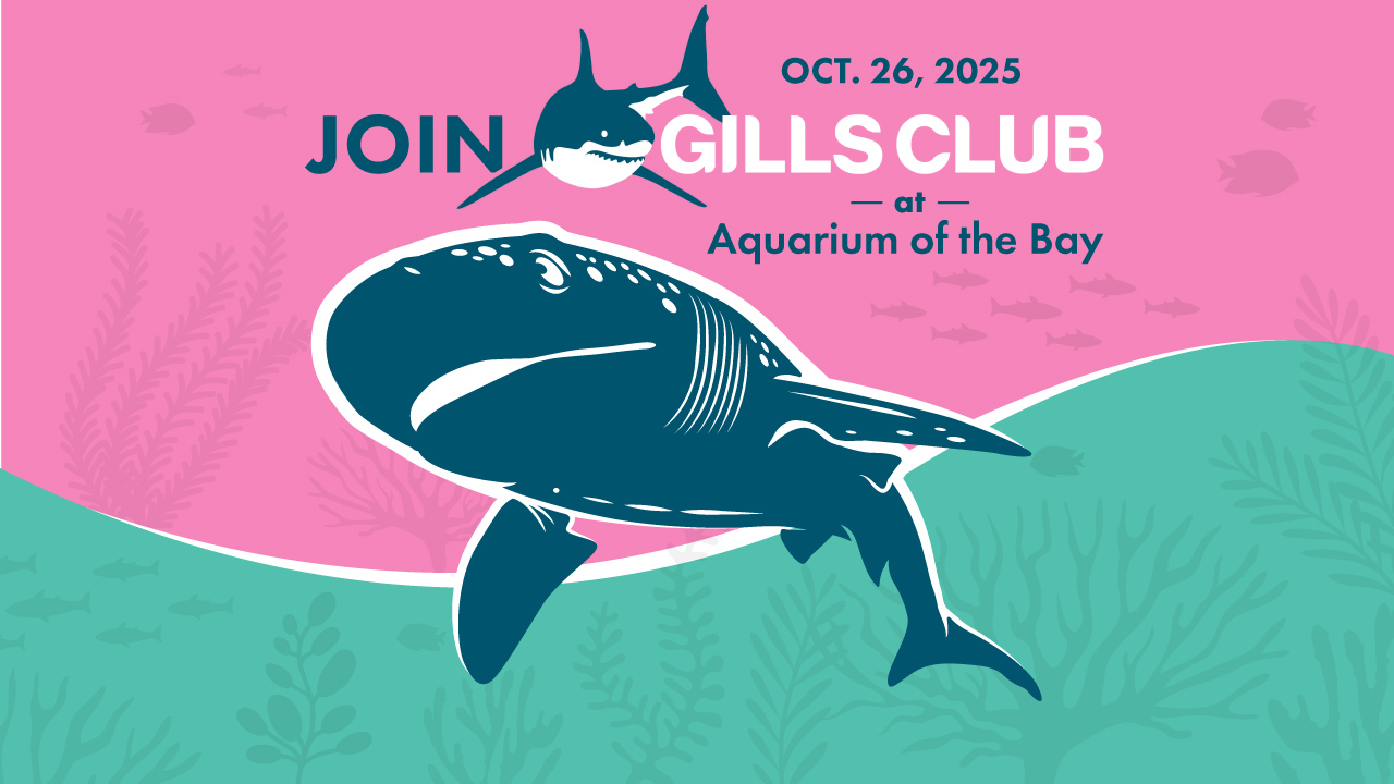Join Gills Club at Aquarium of the Bay
