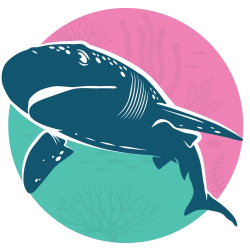 gillsclub-page-sevengill-500x500-v1