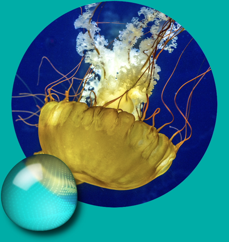 groups-jellies