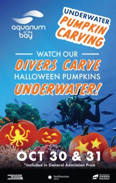 newunderwater_pumpkin-windjammer-v390-copy