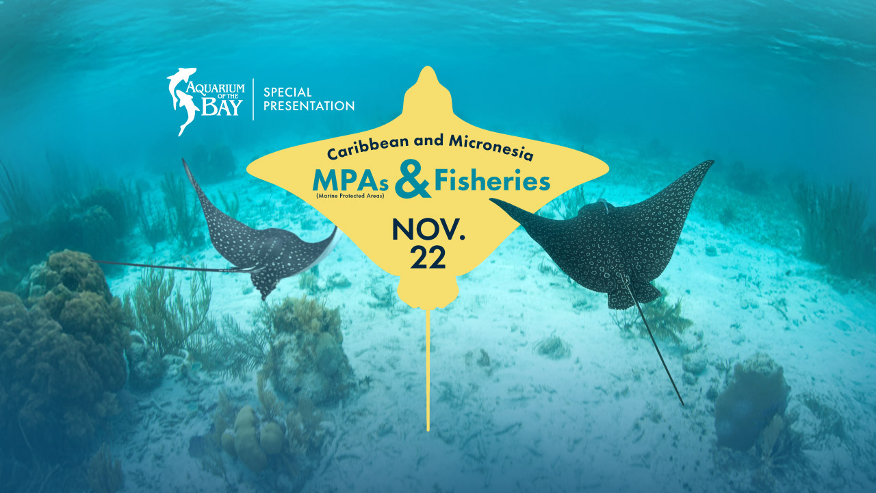MPAs & Fisheries - Special Presentation