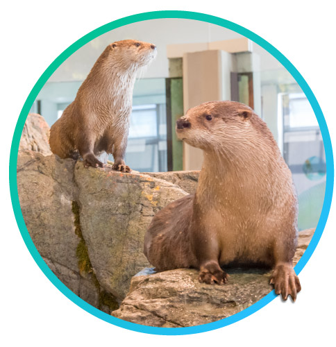 otter-june-8-2023 North American River Otters