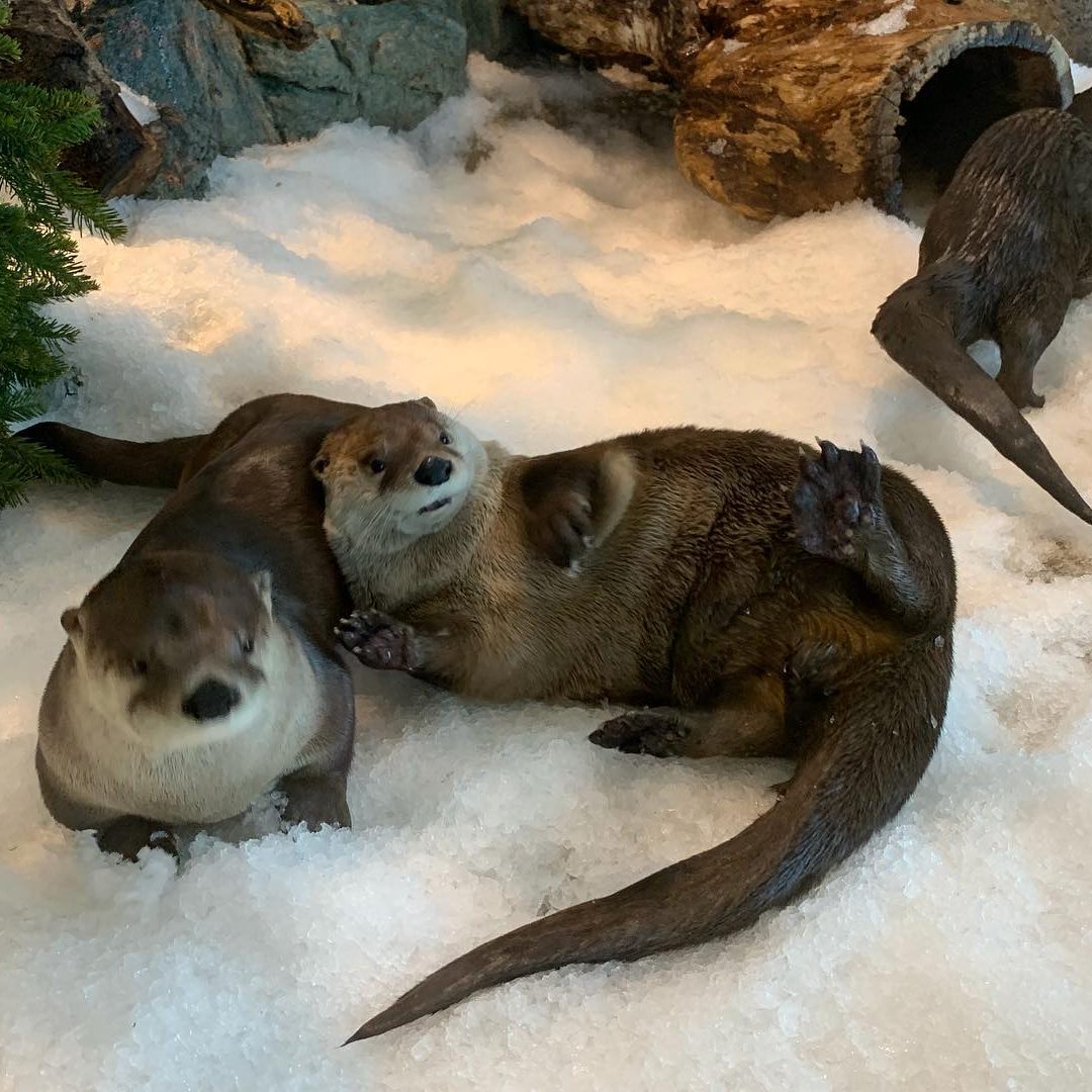 ottersnowdays2