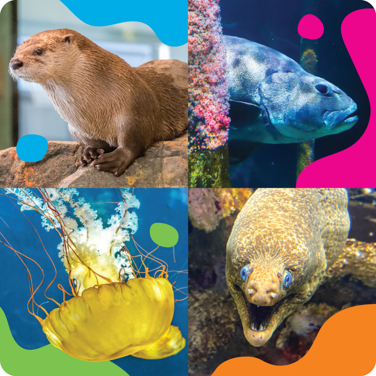 pierbirthday-animals-mobile-757×757-v1 pierbirthday-animals-mobile-757×757-v1