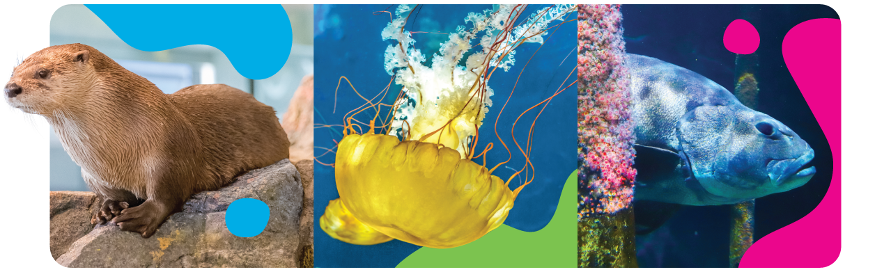 pierbirthday-animals-v1 pierbirthday-animals-v1