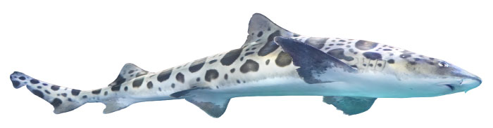 planavisit-intro-leopard-shark-700x183-v1
