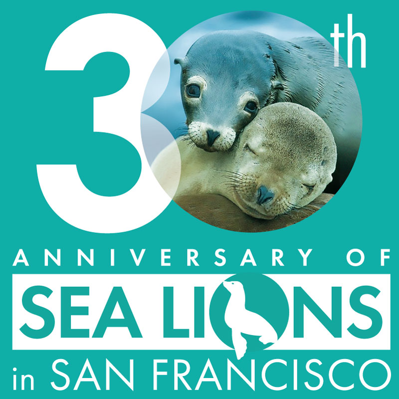 Sea Lion Center - Aquarium of the Bay - San Francisco, CA